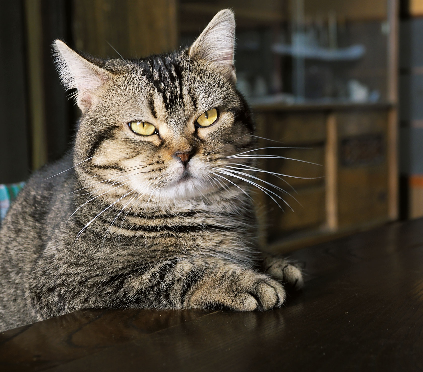 岩合光昭写真展「ねことじいちゃん」