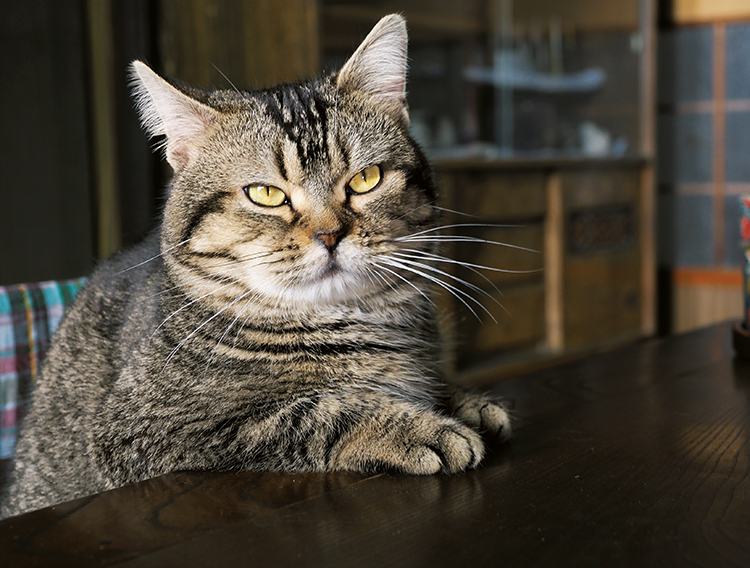 岩合光昭写真展「ねことじいちゃん」